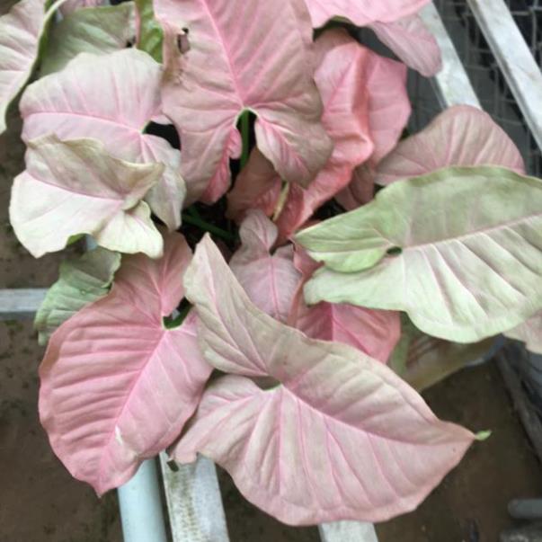 Cây trầu bà Hồng