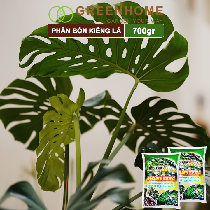 Phân bón kiểng lá Monstera, bao 700gr, đâm chồi mạnh, cứng cây, rễ khoẻ, lá to, dày  Greenhome