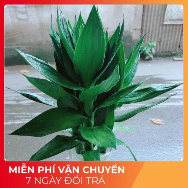 Chậu Trúc Phát Tài Thuỷ Sinh