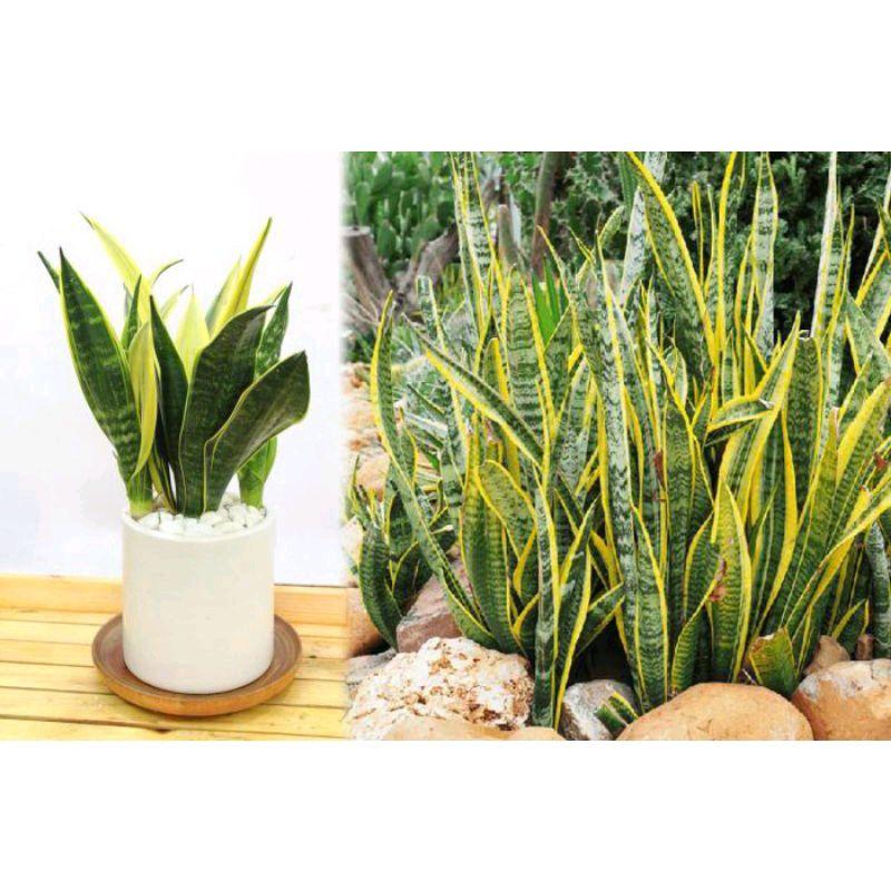 Cây lưỡi hổ viền vàng 35-50cm