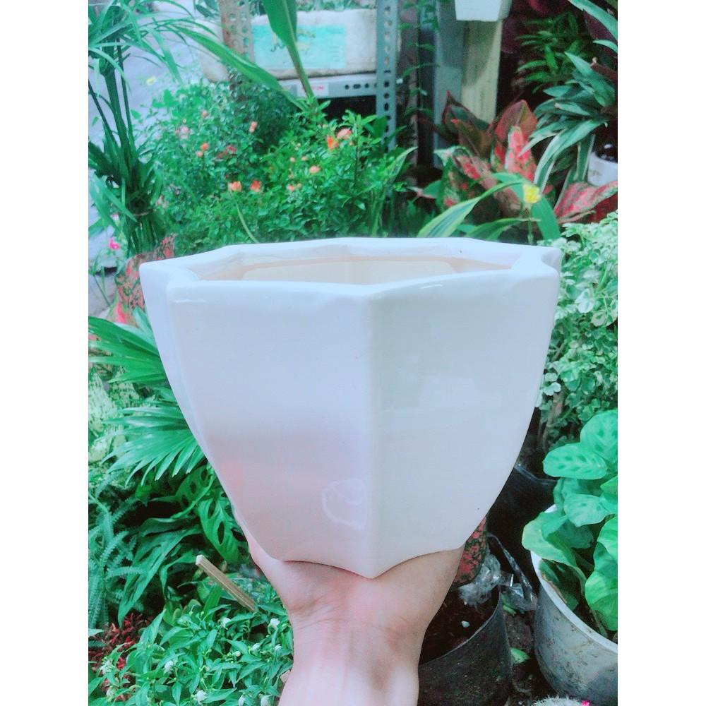 Chậu Trồng Cây