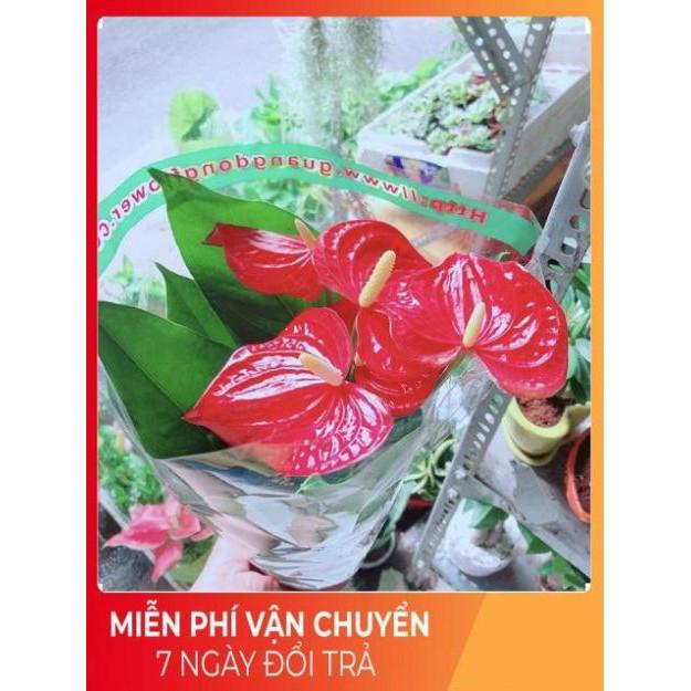 Cây Hồng Môn
