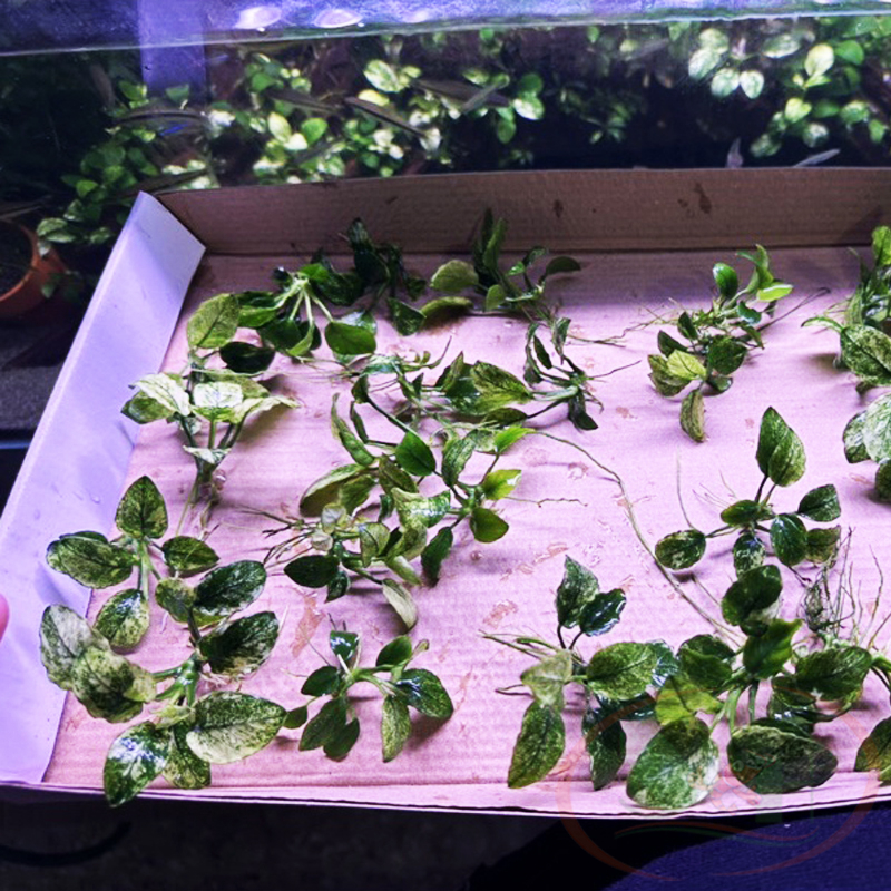 Ráy Anubias Nana Pinto bám giá thể lá nước trồng bể thủy sinh cá tép