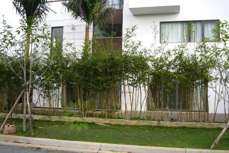 Cây Trúc Quân tử, cây giống nguyên bầu cao 1,2-2m CHẤT LƯỢNG UY TÍN