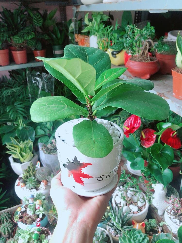 Chậu Cây Bàng Singapore