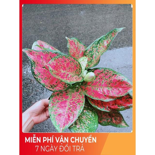 Cây Vạn Lộc