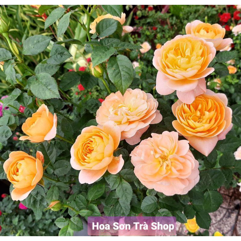 Chậu HOA HỒNG TEZZA CAM CÁ HỒI, đang hoa