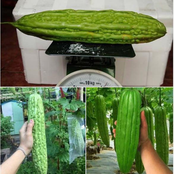 Hạt giống khổ qua khổng lồ Thái Lan 5 hạt