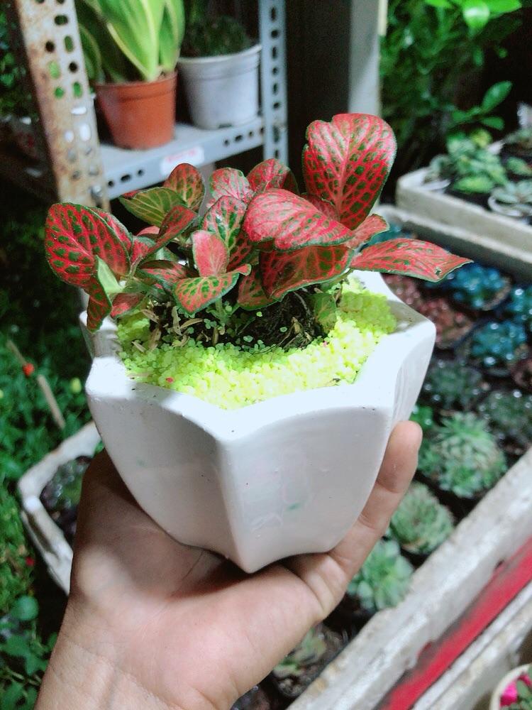 Chậu Cây Lá May Mắn Màu Đỏ