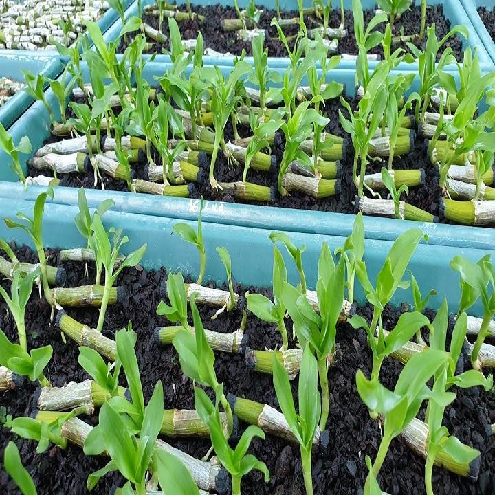 Phi điệp đột biến HỒNG NHẬT HẠ chuẩn giống cam kết chất lượng