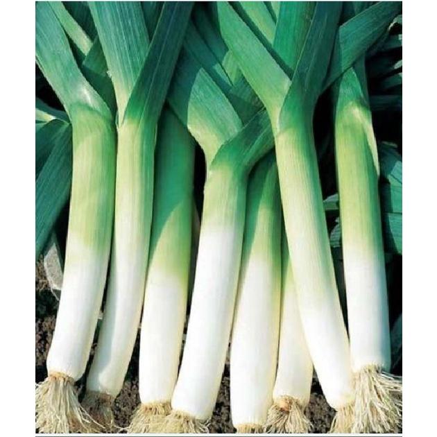 Hạt giống tỏi tây KNS3242 - Gói 1gram
