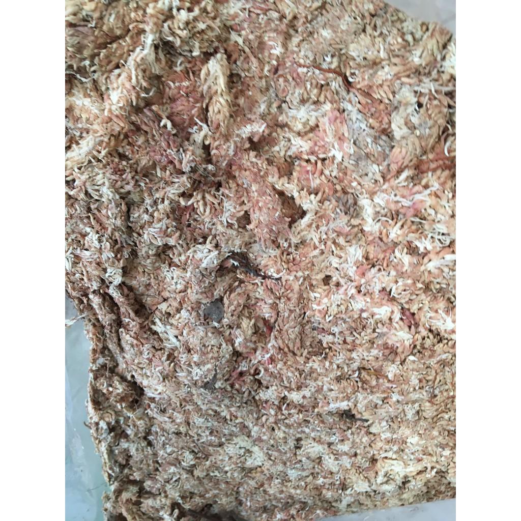 Dớn chi lê con sâu 100gr dùng ươm cây con