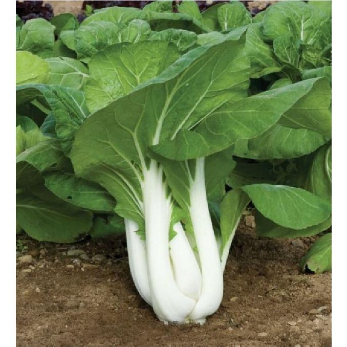 Hạt giống rau cải bẹ trắng - Gói 1kg