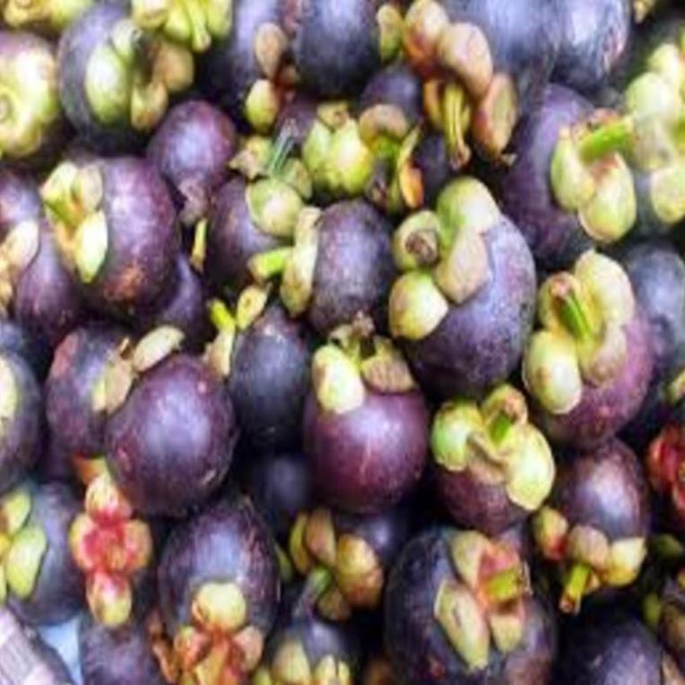 Cây giống măng cụt. Cây giống chuẩn F1 cho năng suất cao