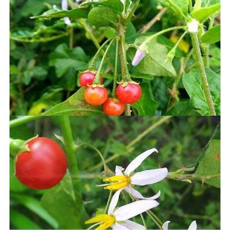 Hạt giống cà gai leo 50 hạt/gói