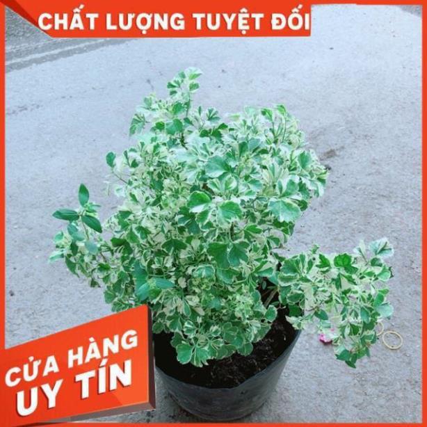 Cây Đinh Lăng