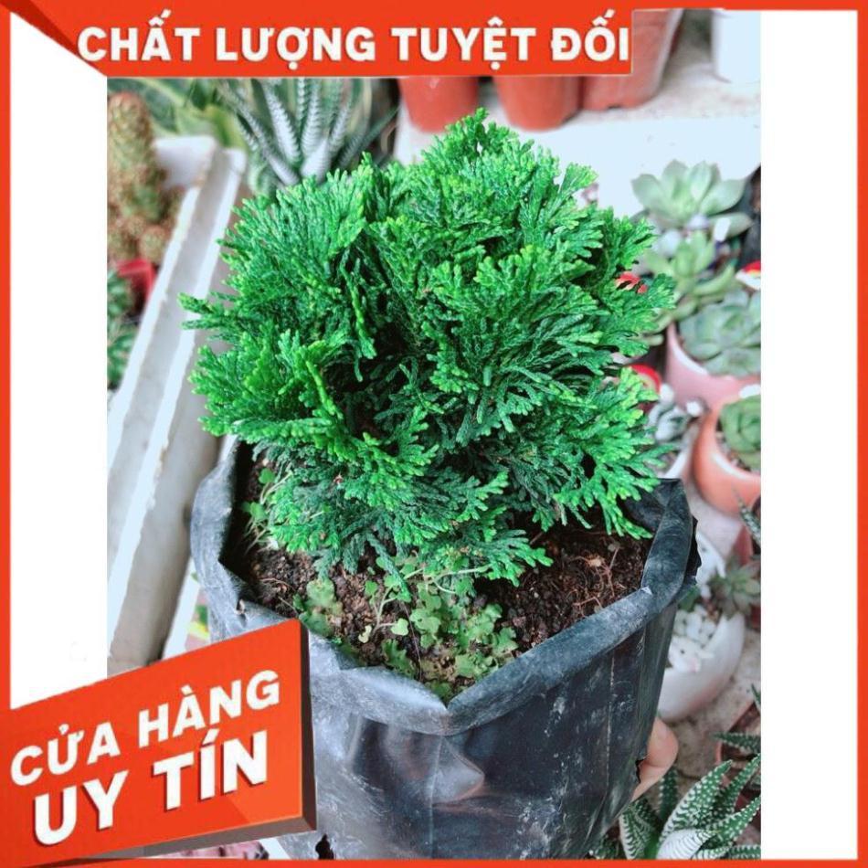 Cây Tùng Trắc Hay Trắc Tùng