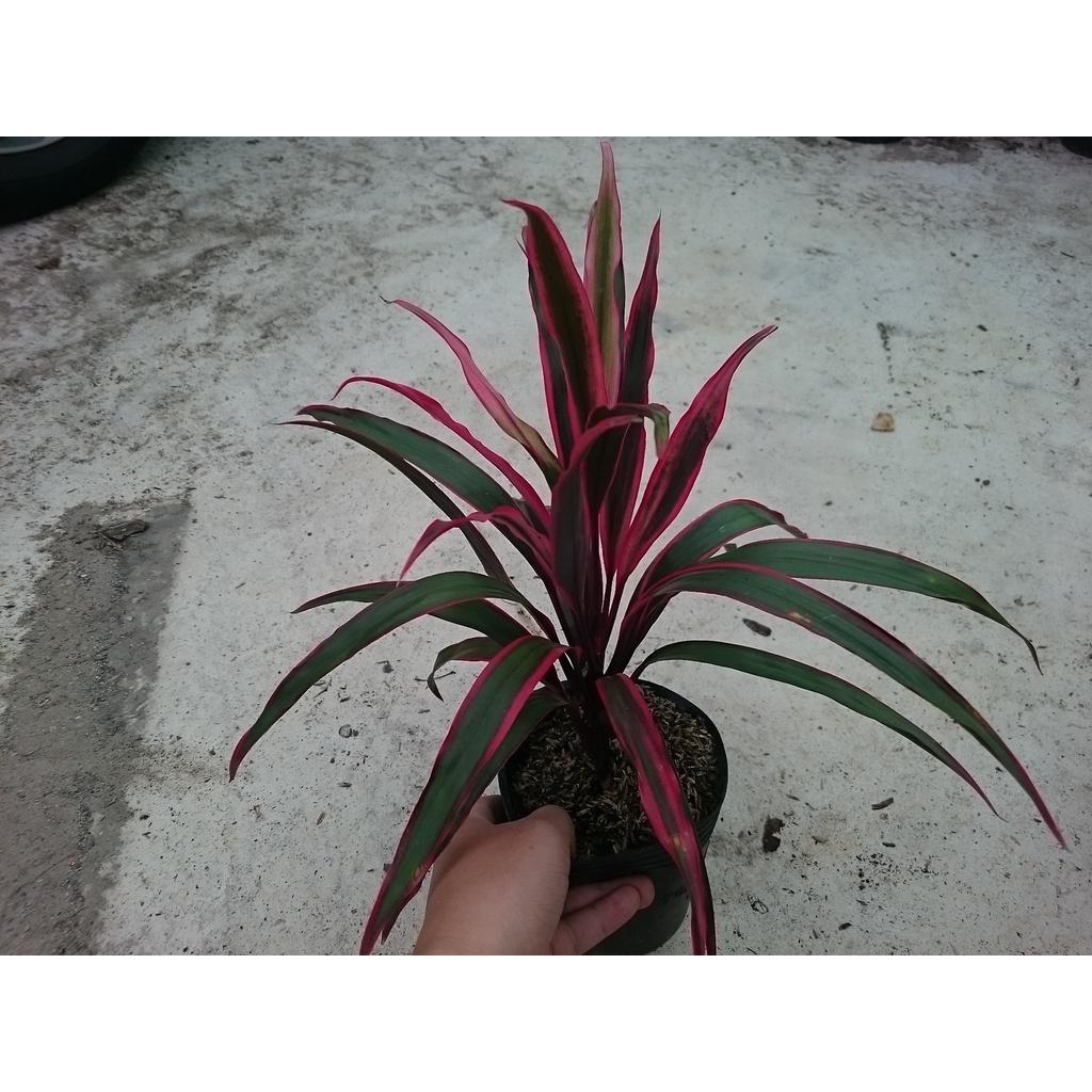 Cây Phát Tài Đỏ - cây cảnh phong thủy để bàn + tặng phân bón cho cây
