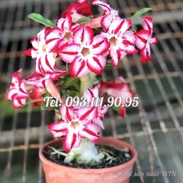 Hạt giống hoa sứ kép Thái Lan cánh nhọn - Bịch 10 hạt – Mã số 1803