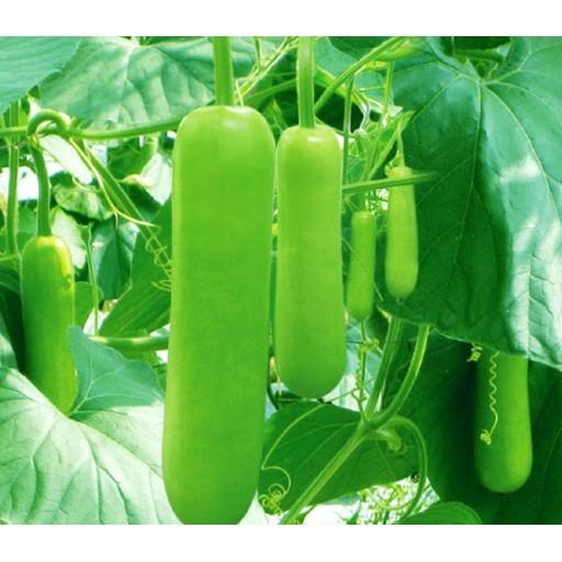 Hạt Giống Bầu Lai Siêu Quả -