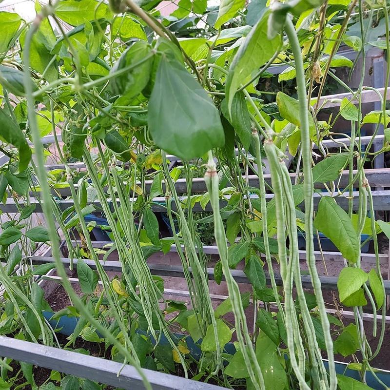 Hạt Giống Đậu Đũa hạt nâu YARD LONG BEAN 099 - gói 50gram