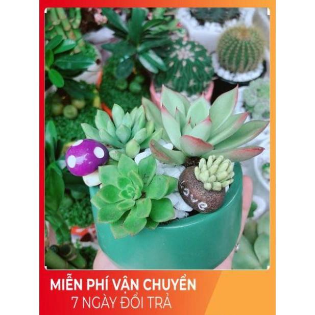 Chậu Sen Đá Tiểu Cảnh