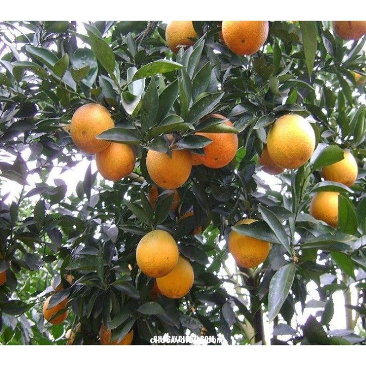 CÂY GIỐNG CAM VINH  SIÊU NGON SIÊU QUẢ- CAM KÊT GIỐNG CHUẨN F1 + Tặng 01 cây dâu da đất