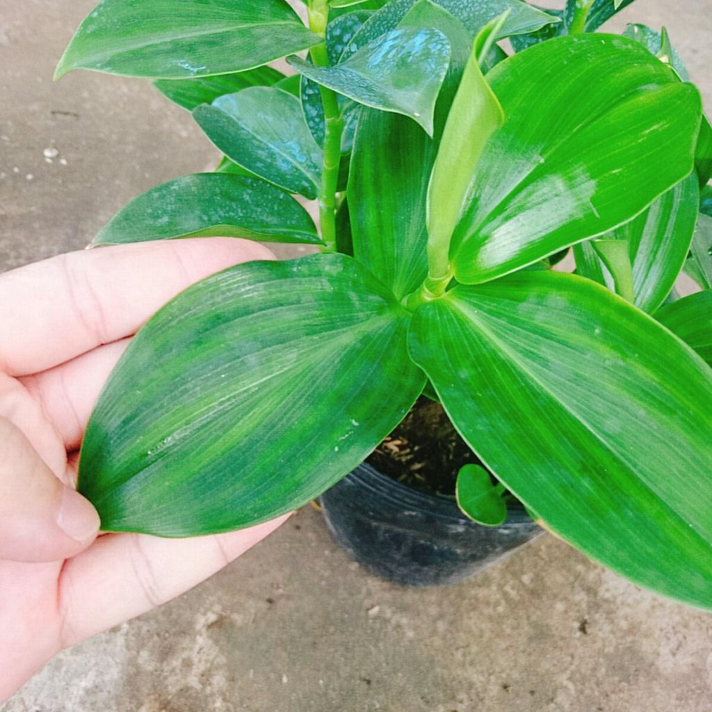 Cây Phúc Lộc Thọ - cây phong thủy mang đến tài lộc + tặng phân bón