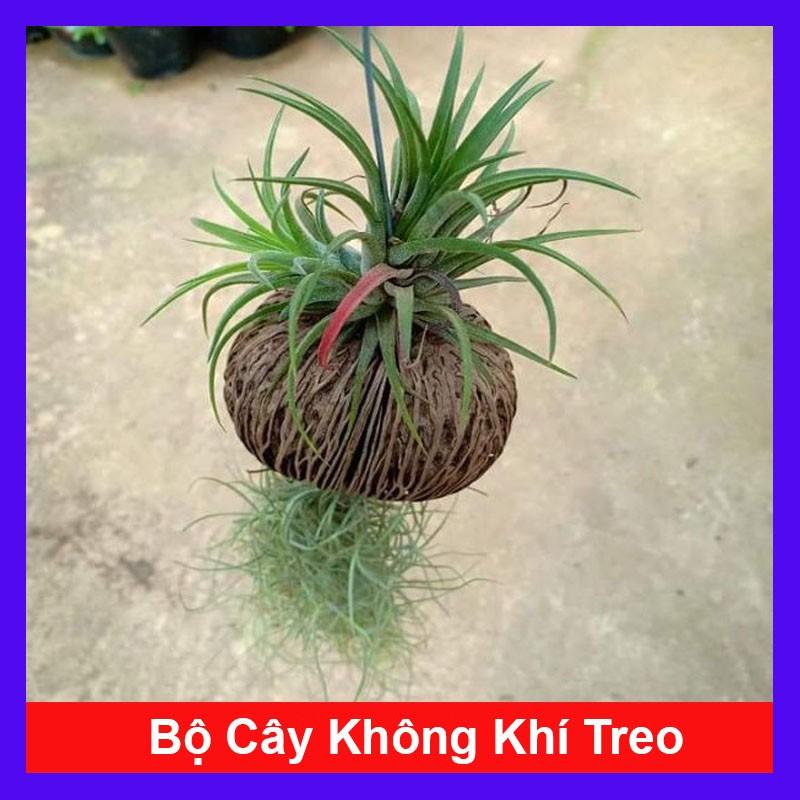 Bộ cây không khí treo - cây cảnh mini