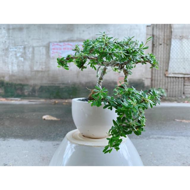 Chậu Cây Linh Sam