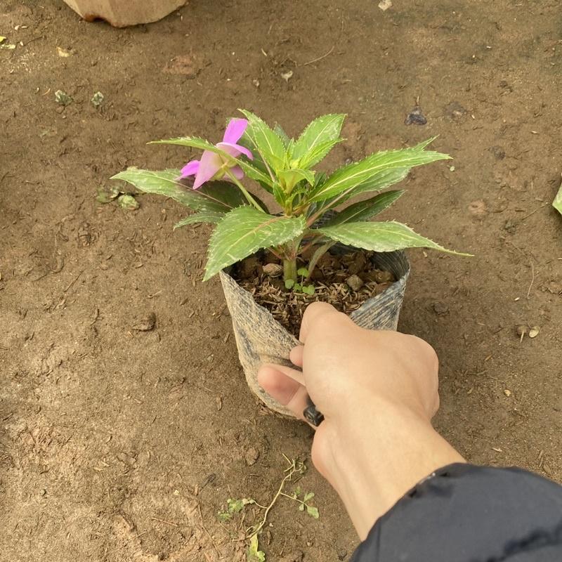 Cây mai địa thảo trồng bầu đen tán xum xuê cao 15-20cm thích hợp trang trí ban công sân vườn
