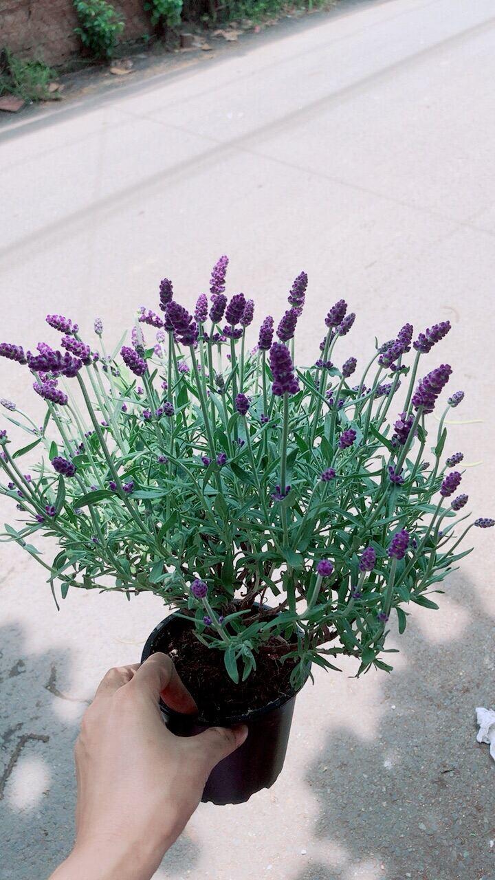 Cây Hoa Oải Hương Lavender