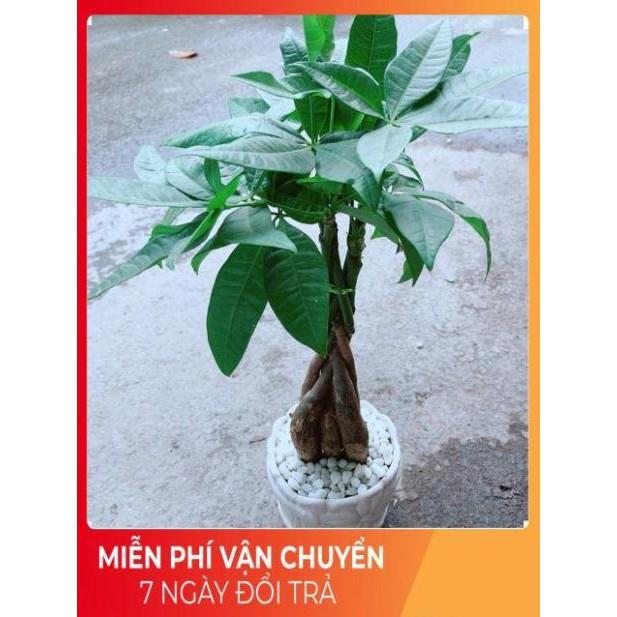 Chậu Kim Ngân 5 Thân Thắt Bính