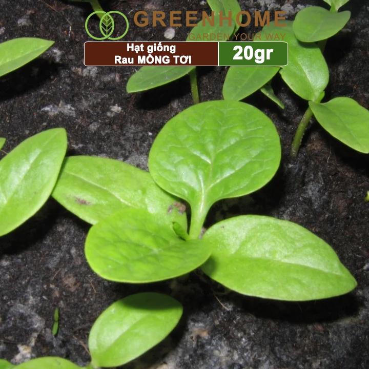 Hạt Giống Rau Mồng Tơi Greenhome, Gói 20g, Dễ Trồng Quanh Năm, Nảy Mầm Cao, Thu Hoạch Nhanh, Năng Suất Cao R11