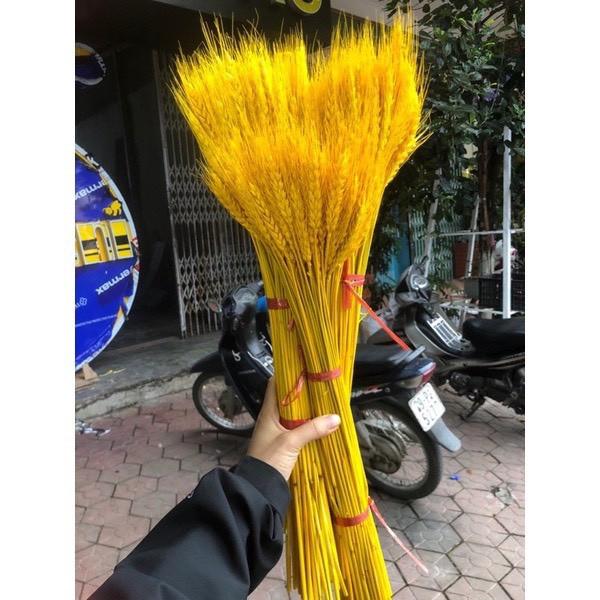 Combo 100 Bông Lúa Mạch Khô Decor Trang Trí