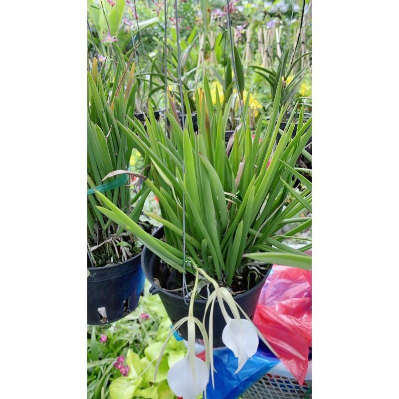 Lan Nữ Hoàng Bóng Đêm