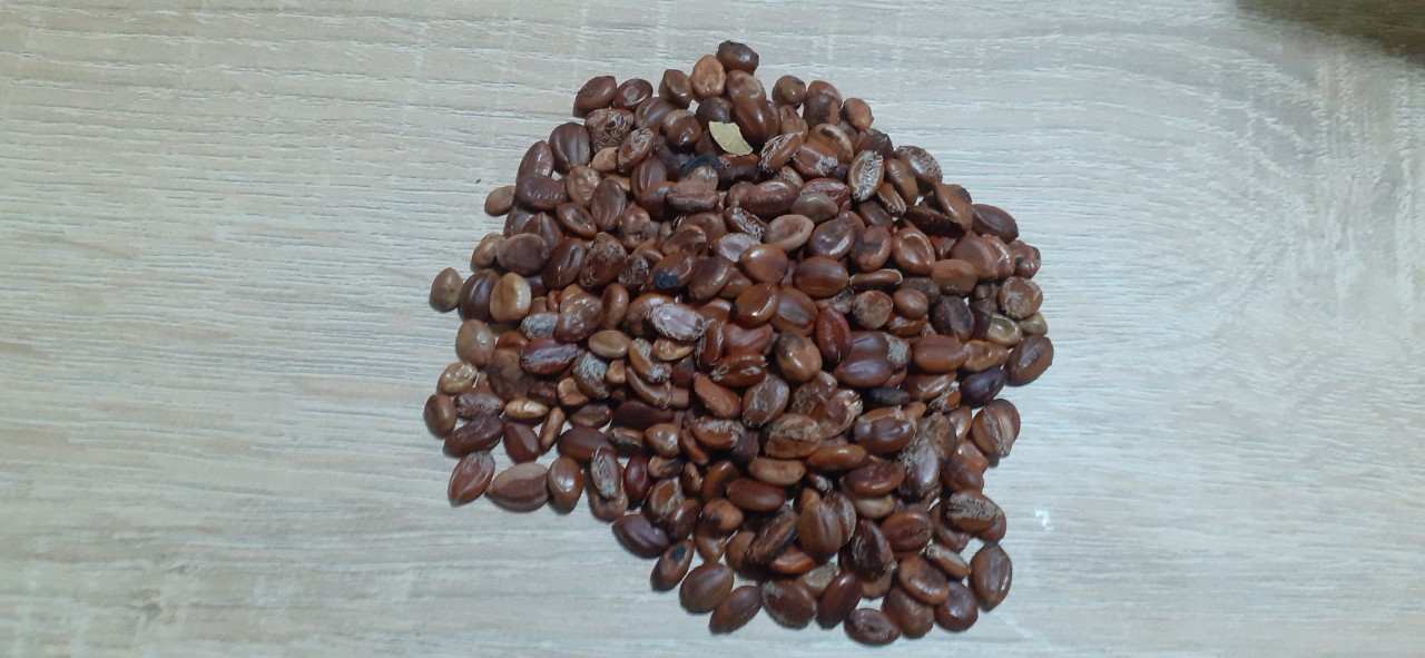 1KG Hạt giống cẩm lai rừng