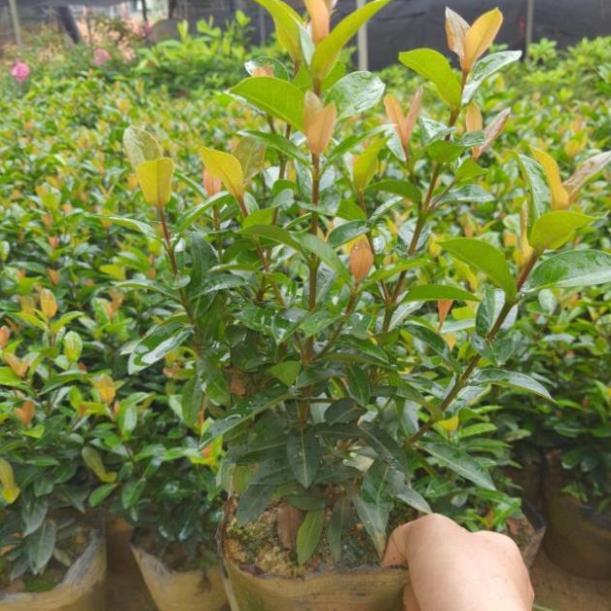 Mẫu đơn cây sắp hoa