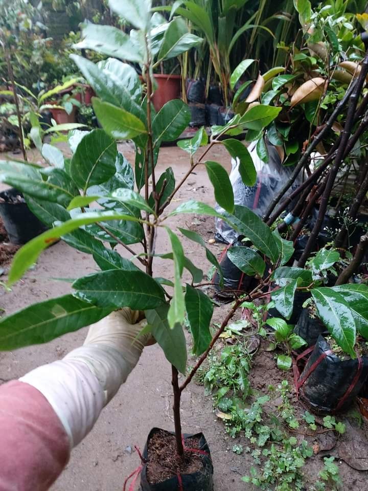 Cây giống Nhãn hạt lép, giống cây nhập khẩu thế hệ mới, quả to, mọng nước, cây giống khỏe, ít sâu bệnh