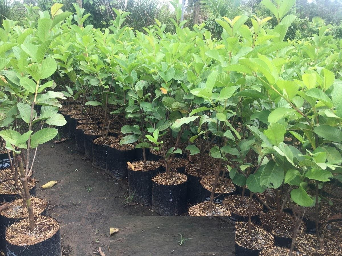 Cây ỔI NỮ HOÀNG ghép, quả to, giòn