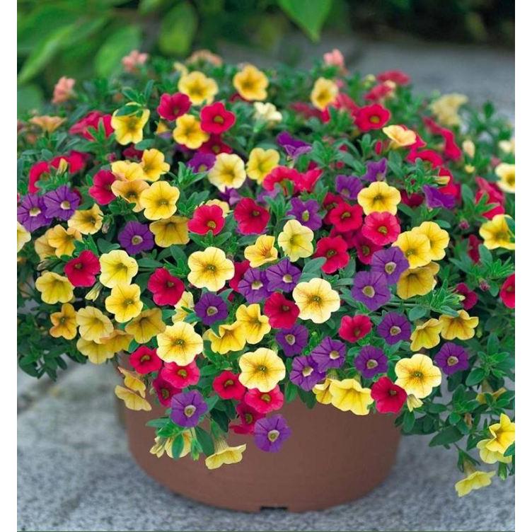 Combo 2 gói Hạt giống hoa triệu chuông mix màu -gói 50 hạt-tặng kèm gói phân bón lót