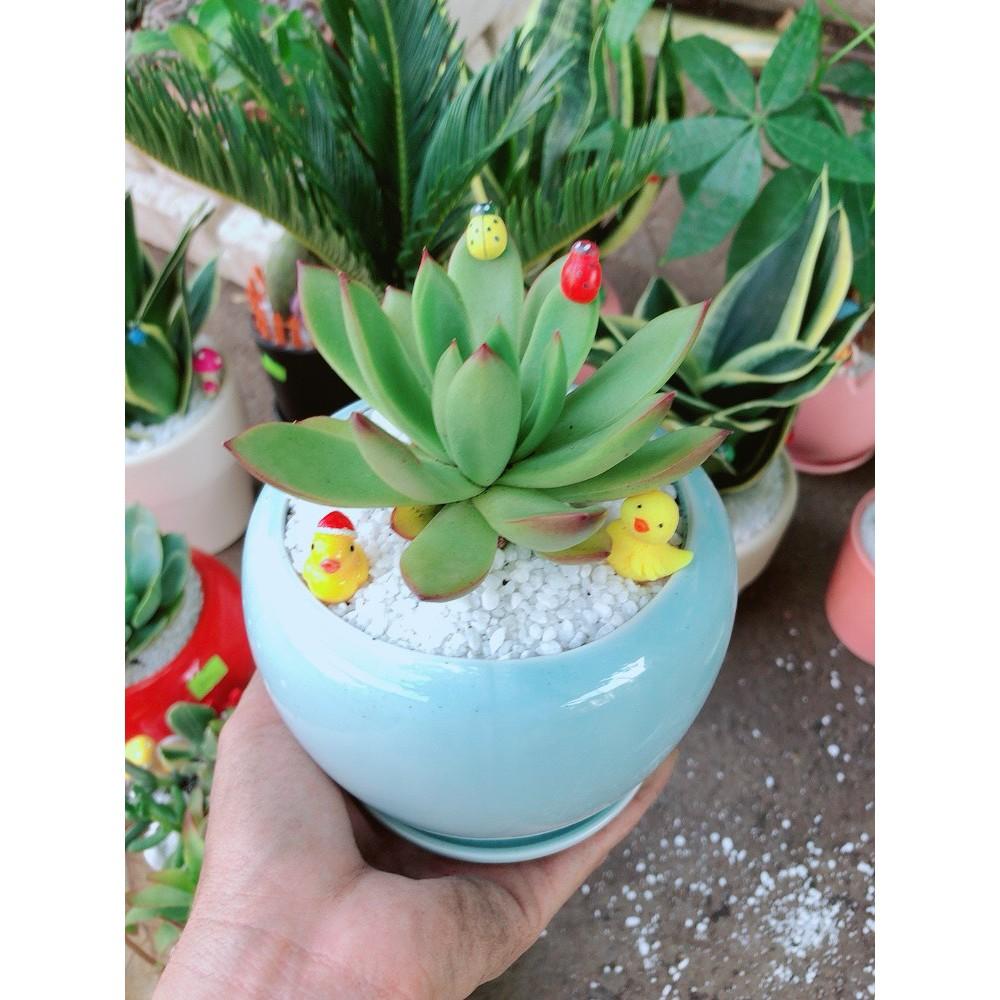 Chậu sen đá viền đỏ