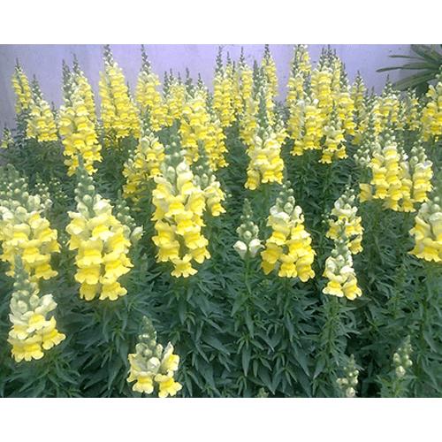 Hạt giống hoa mõm sói màu vàng -gói 100 hạt