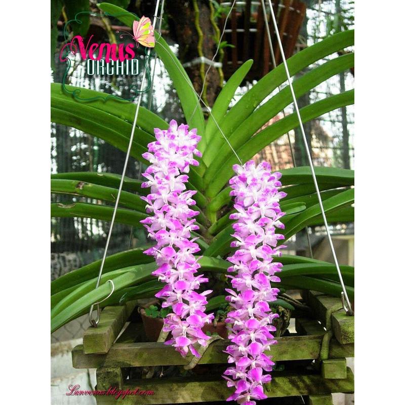 Phân bón Siêu lân-Kích rễ 25g. Ra rễ cực mạnh, chống nghẹt rễ, thối rễ