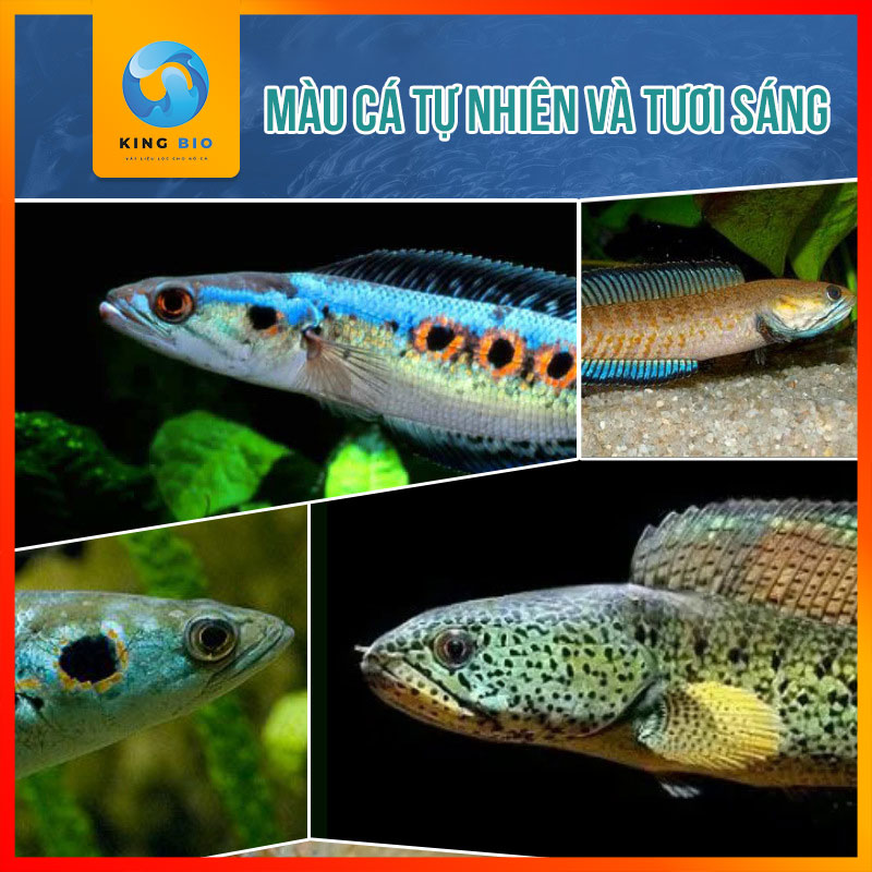 Cám Yee Brontosaurus - Thức ăn đạm cao hỗ trợ kích màu chuyên dụng dành cho Cá Lóc Kiểng