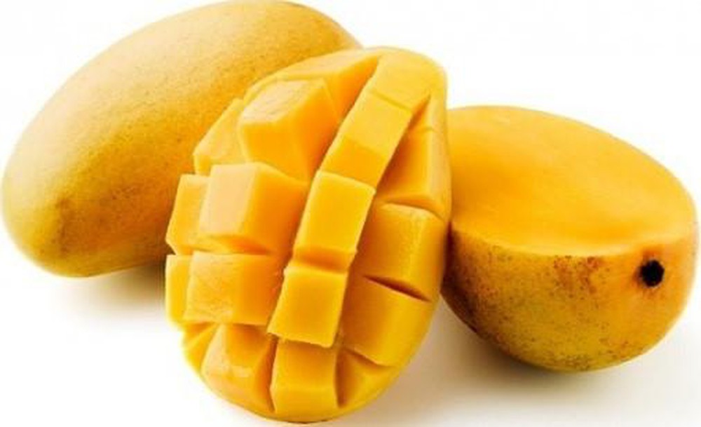 Cây giống xoài cát hòa lộc