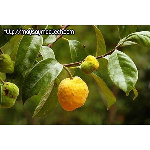 Cây chay ruột đỏ giống