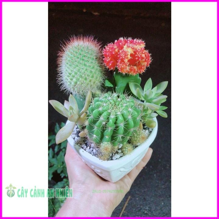 Chậu Cây Xương Rồng Tiểu Cảnh