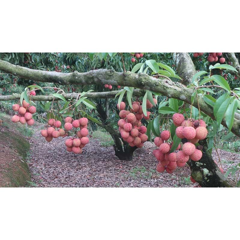 Cây giống vải không hạt úc- cây giống nhập khẩu