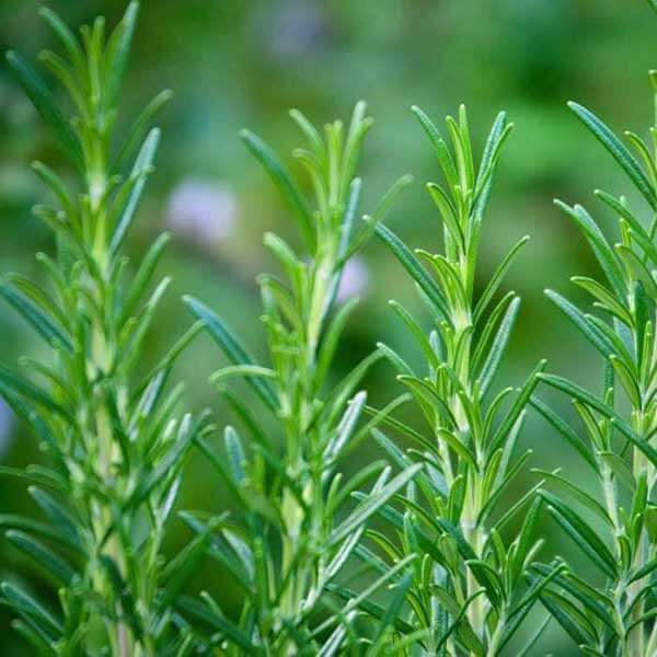 Tinh Dầu Thiên Nhiên Hương Thảo Nomad Essential Oils Rosemary